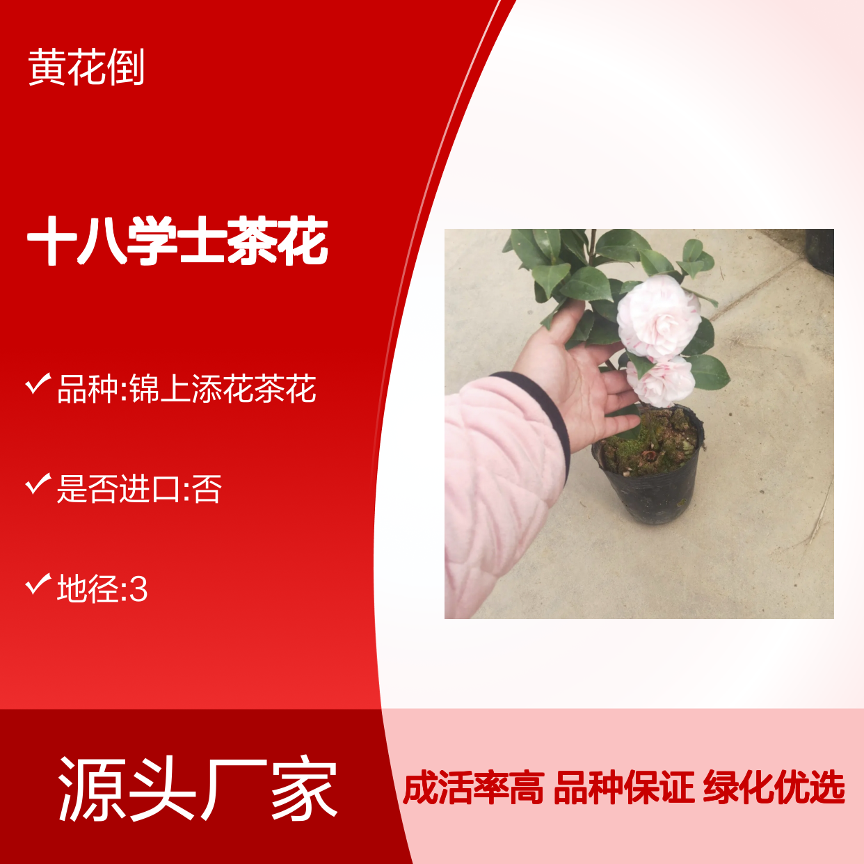 十八学士茶花树苗 专类园绿化优选 四季常青 易于养护