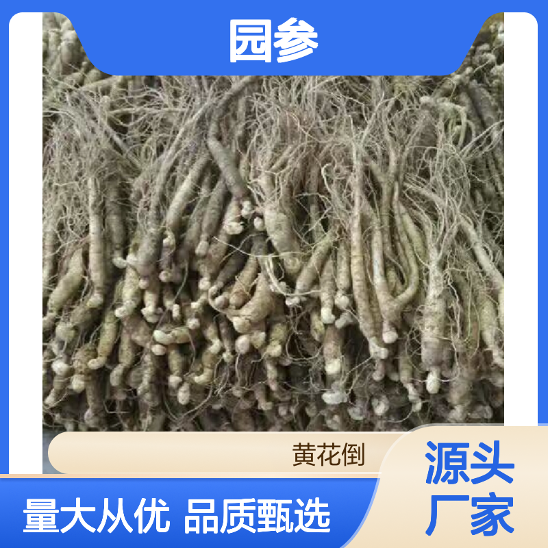 历史名参园参 产地直发 批发零售兼营 品质保证