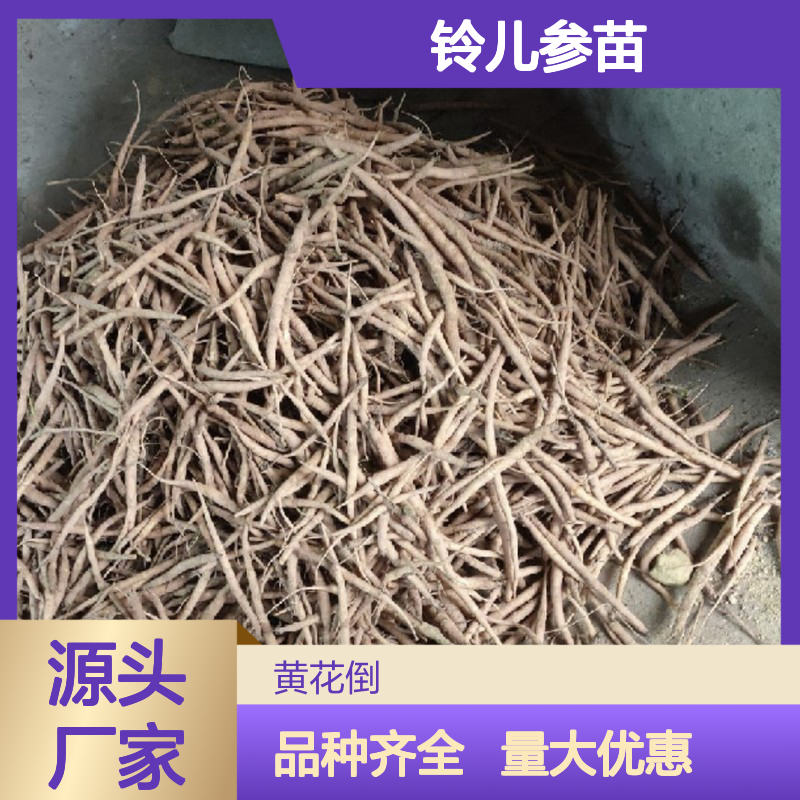 产地批发铃儿参苗 品种齐全质量保证根系发达种植好管理