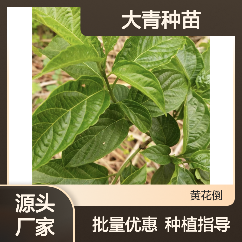 大青种苗 基地直供 园林植物优选 生长旺盛 管理简单