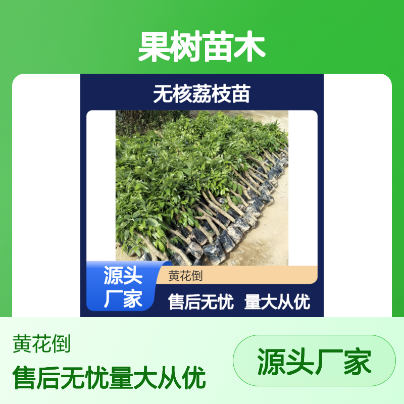 无核荔枝苗 基地直供 果树苗木 高产优质 食用方便