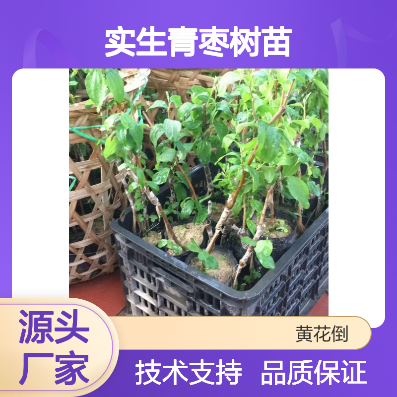 实生青枣树苗 基地批发当年挂果 丰产稳产 适应性强