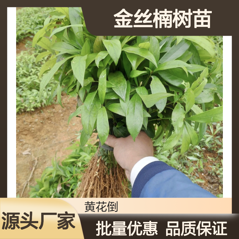 金丝楠树苗 批发供应 百亩主产区直供 纹理细腻