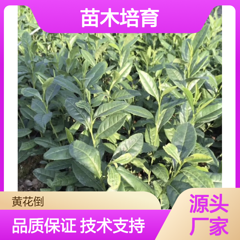 苗木合作社自营本山茶袋苗 全程技术指导十几年苗木培育经验