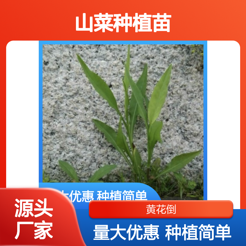 山菜苗批发基地 直供优质山菜种植苗 生长迅速