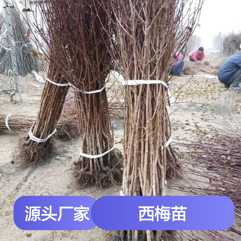精选西梅苗 西梅种植园直供 果园优选 管理科学