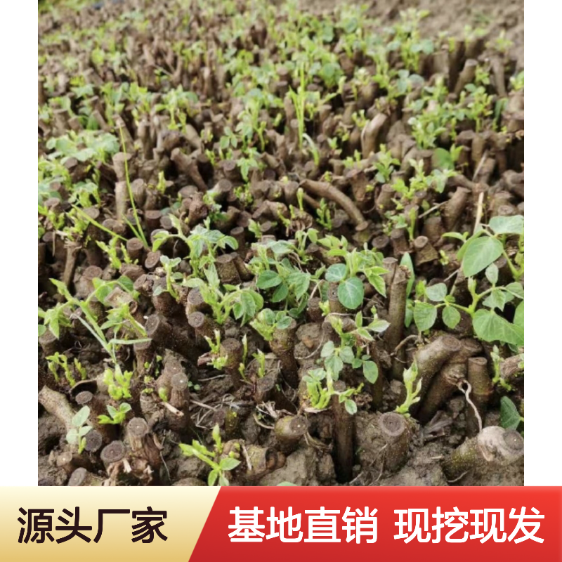 优质葛根树苗 批发采购 基地直发 广泛种植 粗壮藤本