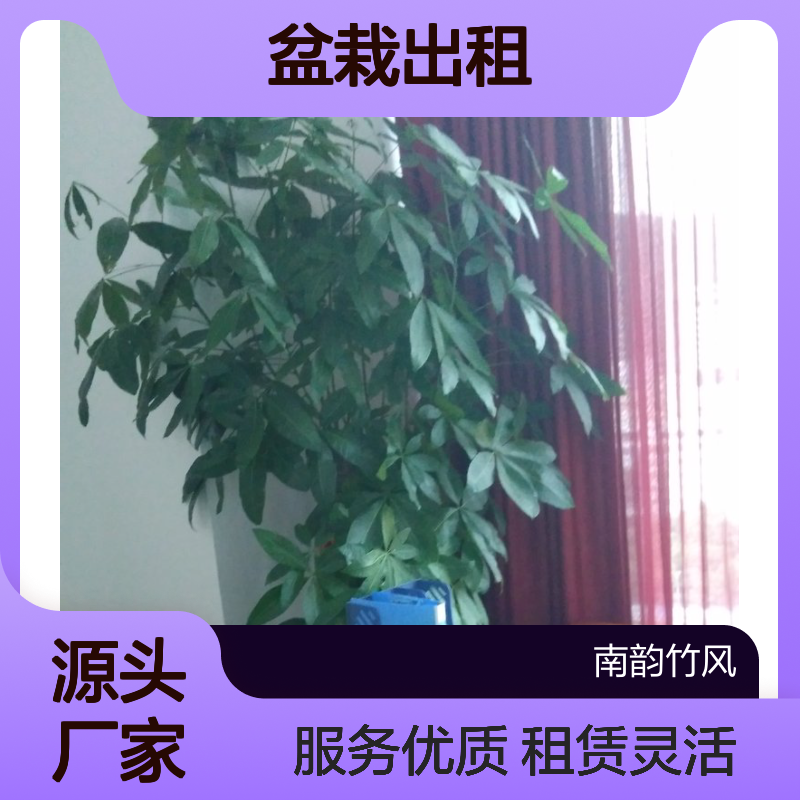 南韵竹风盆栽出租 服务周全 品类丰富 货源充足
