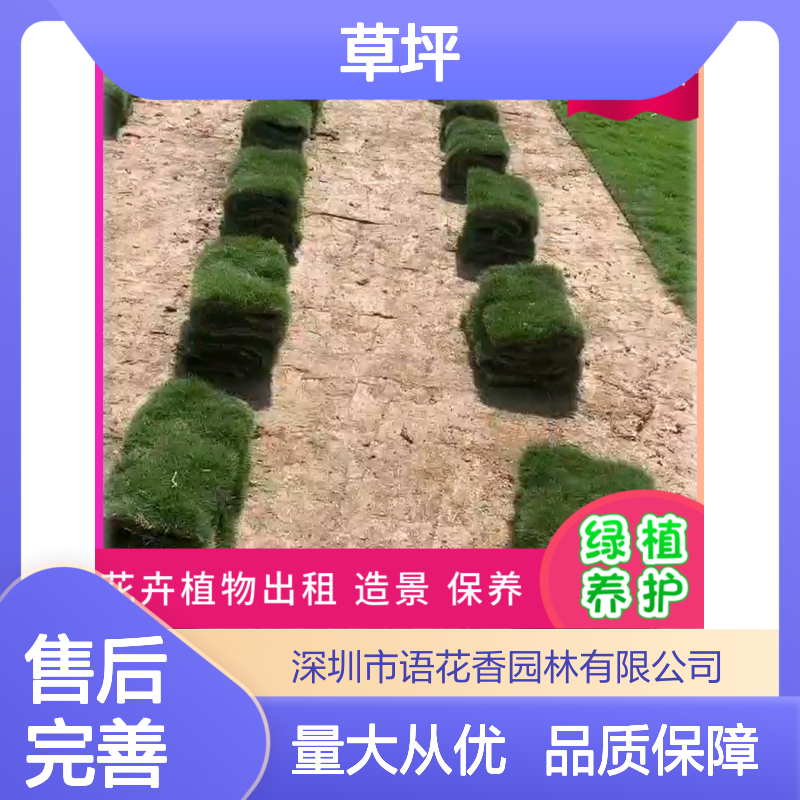 混播品种果岭草 耐寒耐旱草坪 操场运动场专用 现货批发供应