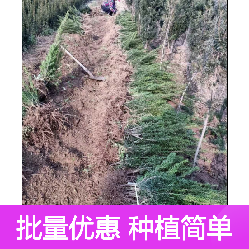 精选紫杉苗 批量供应 园林优选 种植指导 成活率高