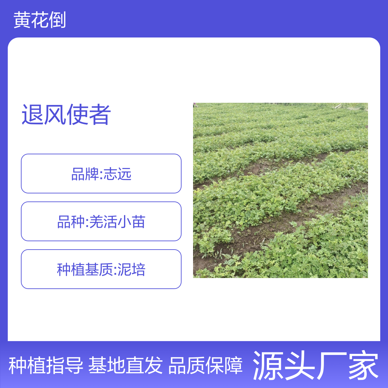 退风使者种苗 基地直供 园林植物 专业培育 品质优良