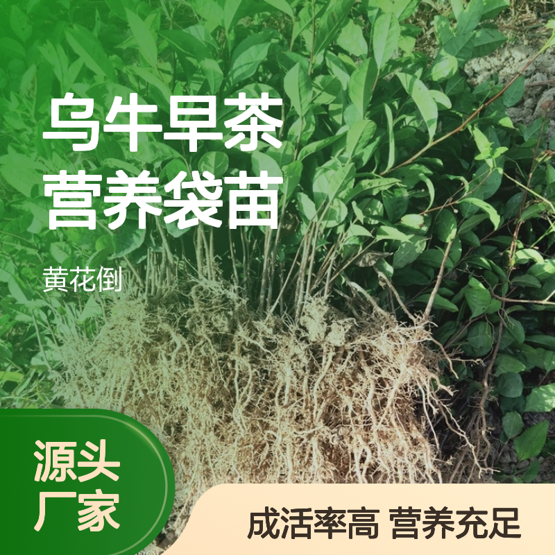 产地直发乌牛早茶营养袋苗 多年生根系发达成活高规格齐全