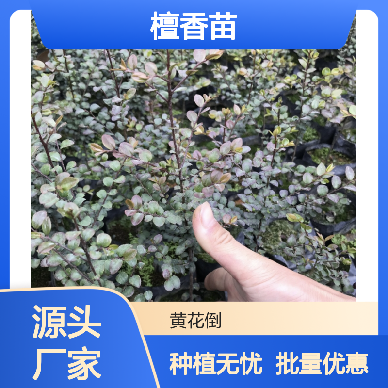 精选檀香苗 批发供应 种植指导 生长迅速 易于养护
