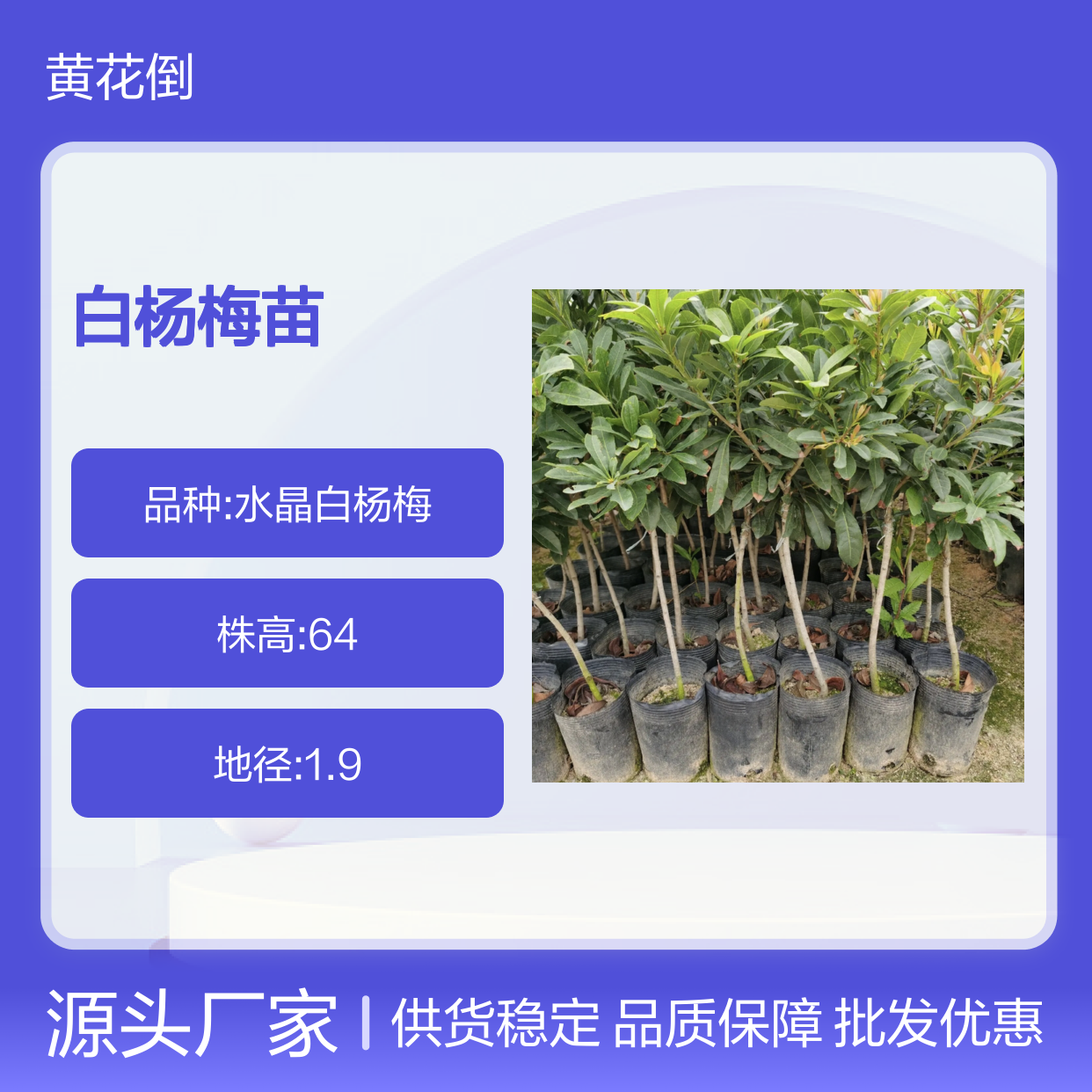 白杨梅苗 批发供应 果园优选 品质上乘 抗病性强
