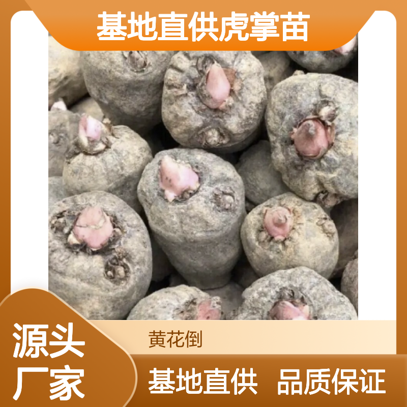 基地直供虎掌苗 多年生根系发达成活高规格齐全