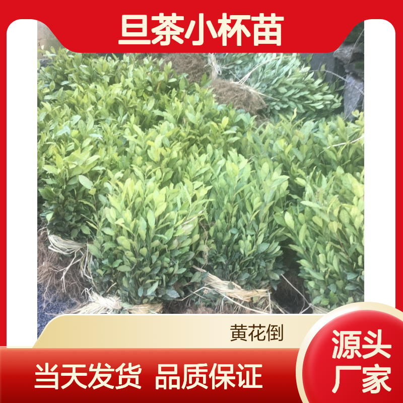 当天起苗当天发大旦茶小杯苗 多年生根系发达成活高规格齐全