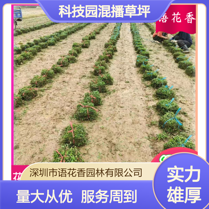 科技园混播草坪 带泥土真草皮 再生迅速 适合高档小区绿化