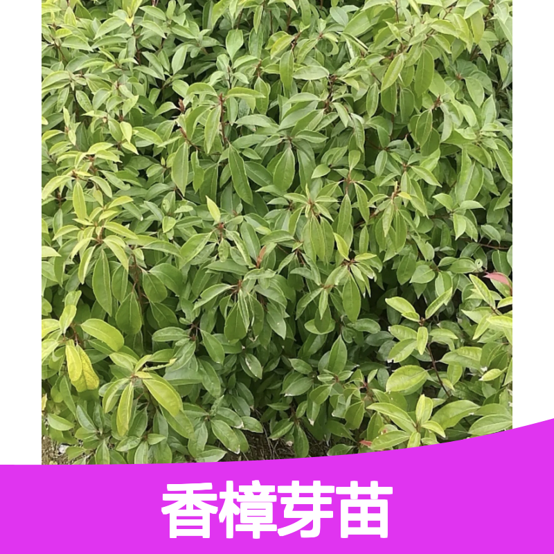香樟芽苗 四季常绿行道树种 批发供应 枝繁叶茂