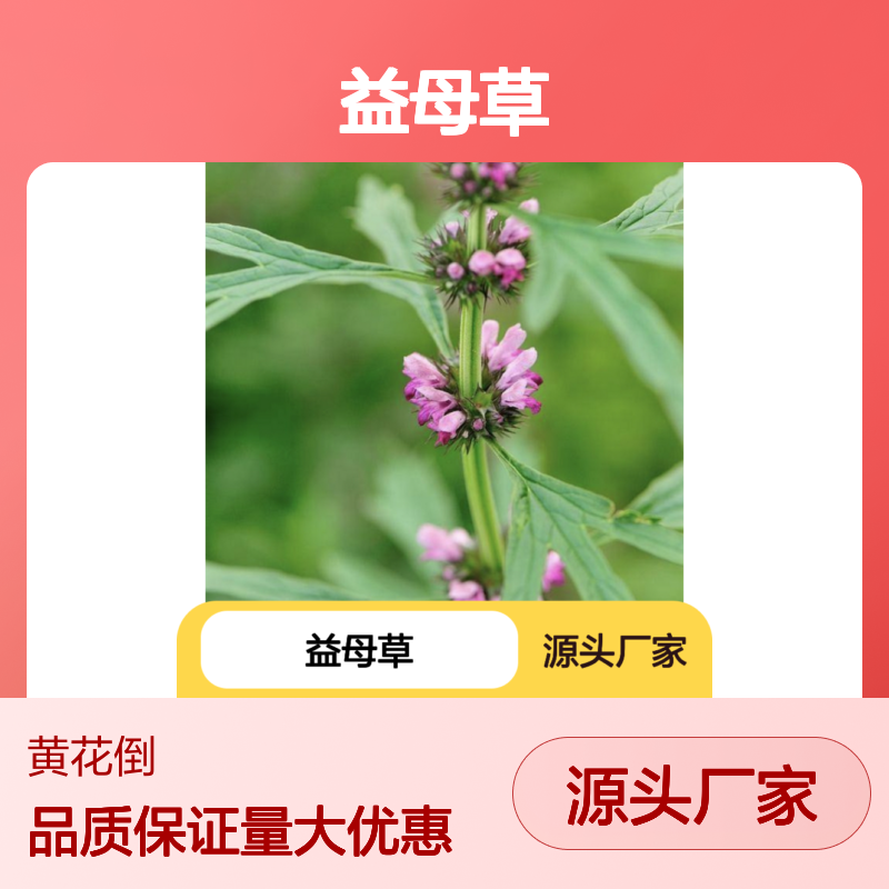 益母草种苗 基地直供 百亩规模种植保证品质 技术领先