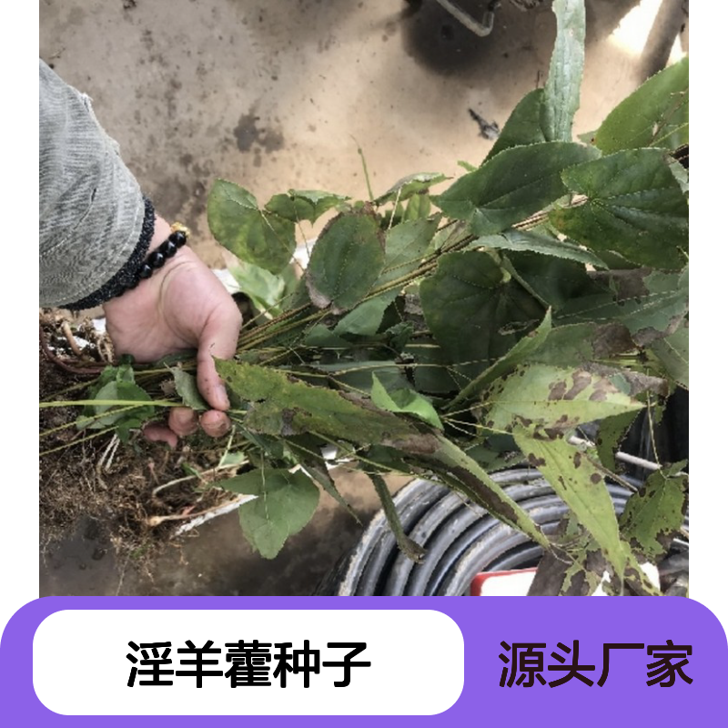 当年新采淫羊藿种子 自营基地直供技术指导 药用价值