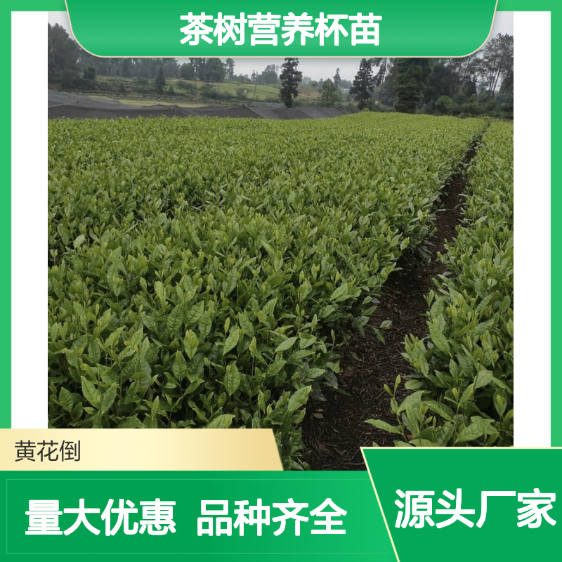 基地批发茶树营养杯苗 品种齐全质量保证根系发达种植好管理