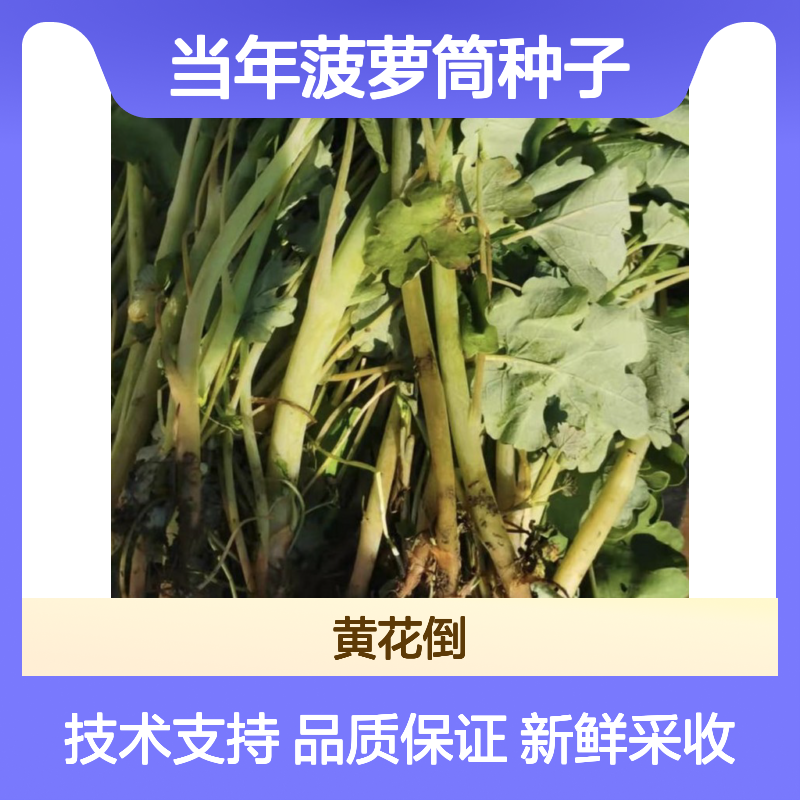 新采收当年菠萝筒种子 苗木合作社自营免费技术指导