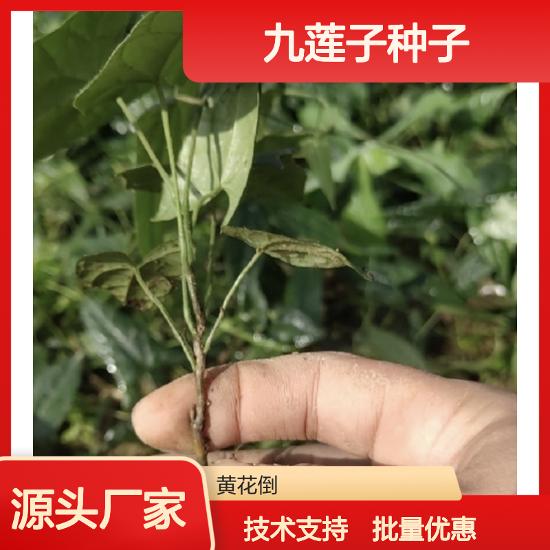 当年新采九莲子种子 基地直供种植技术指导 高发芽率