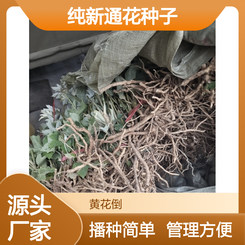 当年纯新通花种子 农户直供 技术指导支持 高产优质