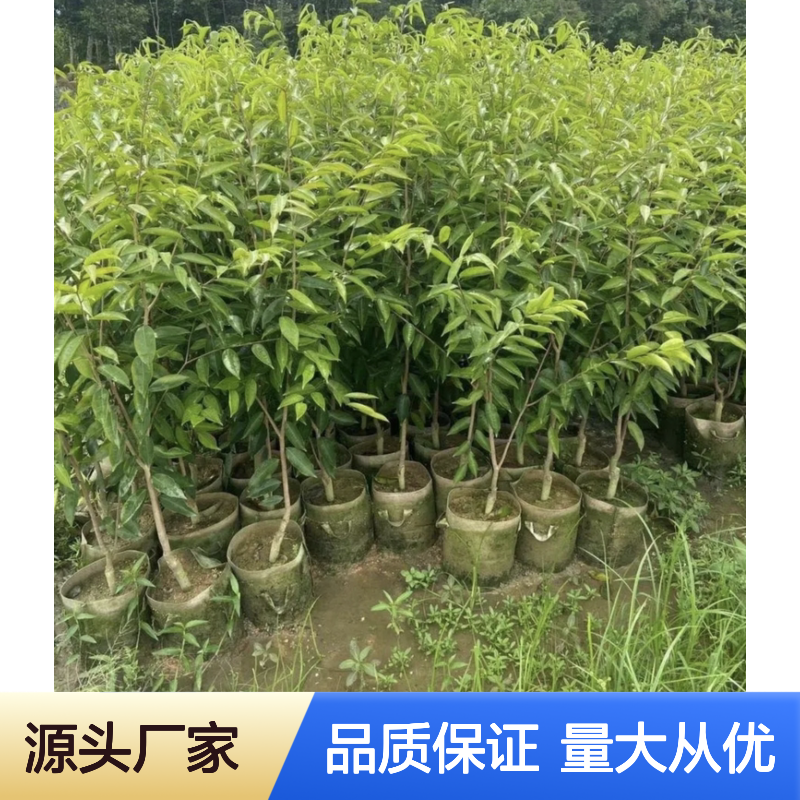奇楠沉香树苗 批发种植 高档绿化树种 生态优良