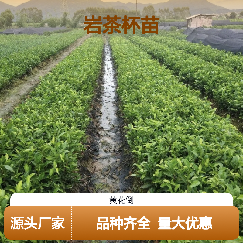 产地直供武夷岩茶杯苗 品种齐全质量保证根系发达种植好管理