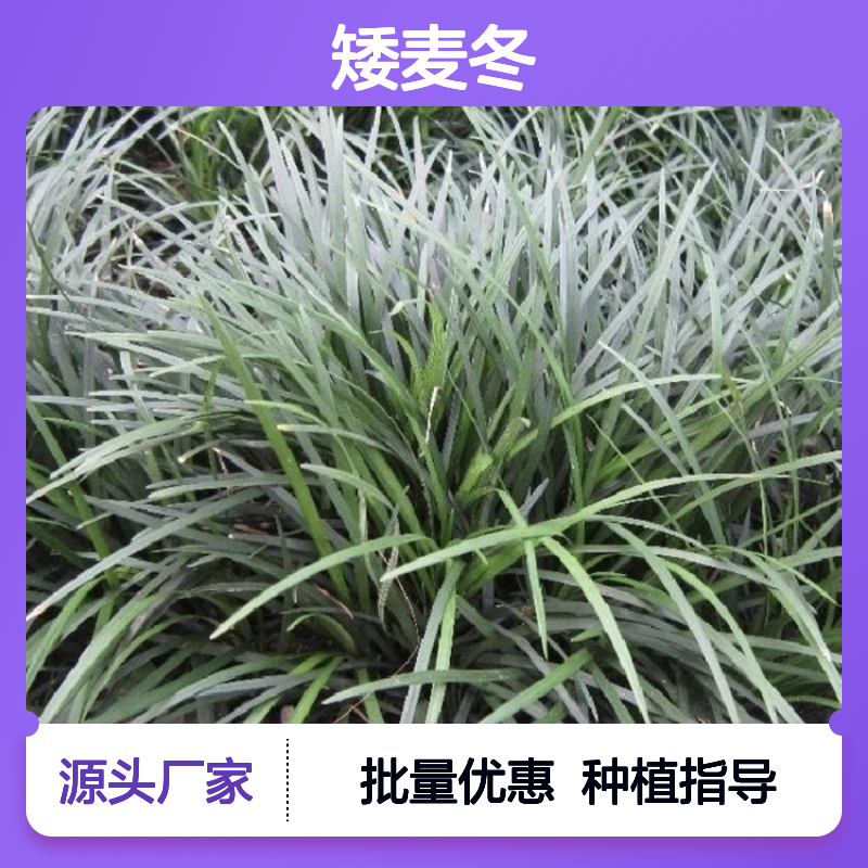 矮麦冬批发基地 原产地直供草类植物 易种易活