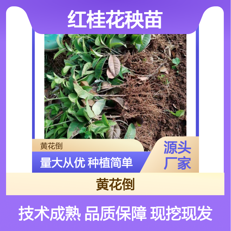红桂花秧苗 种植技术指导 品质优良 生长旺盛 易于栽培
