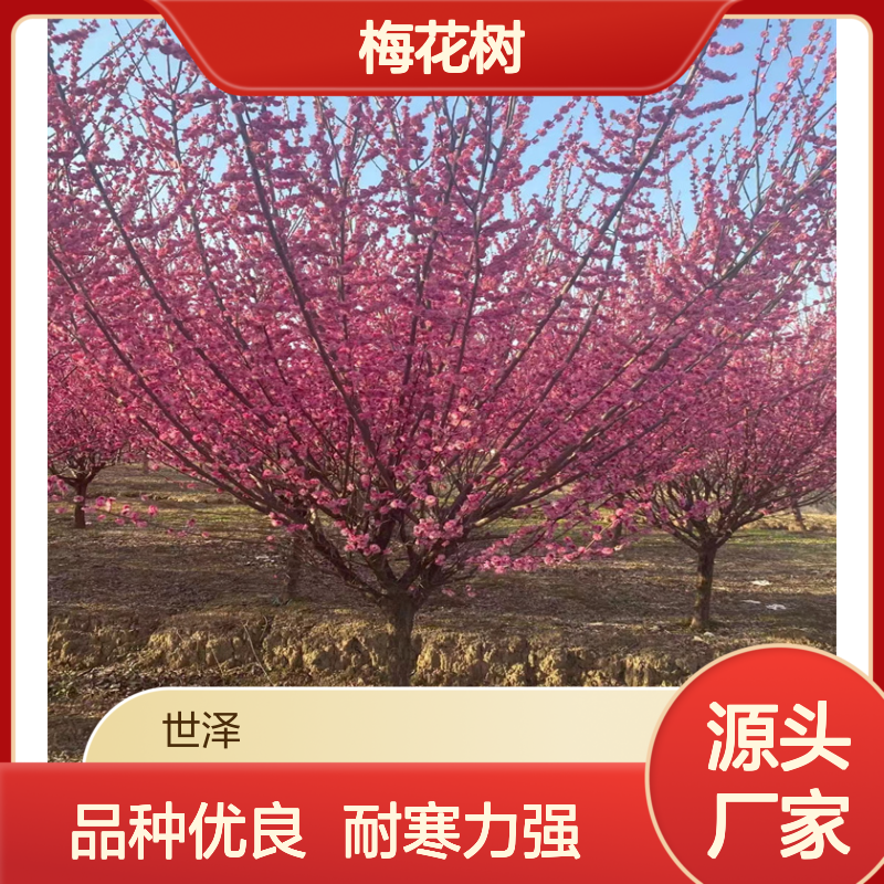 6 8 10 12公分梅花树 红梅 耐寒力强 品种优良 按需包装