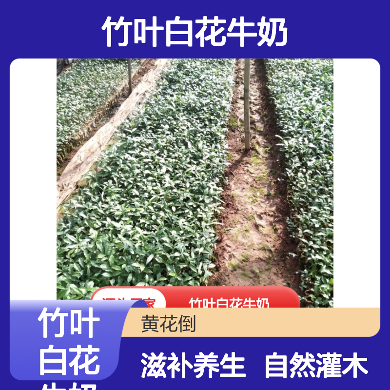 竹叶白花牛奶 客家风味汤料植物 灌木牛奶树根