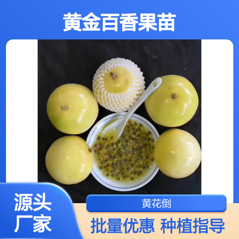 黄金百香果苗 基地直供 优质果树苗木 种植专业