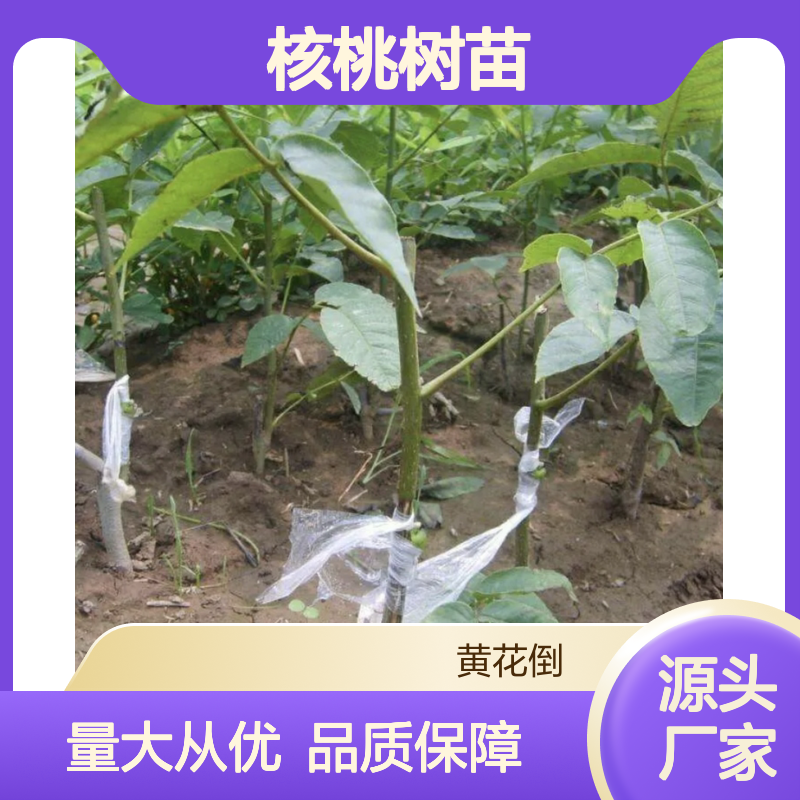 核桃种植主产区 优质核桃树苗批发 基地直供 服务周到