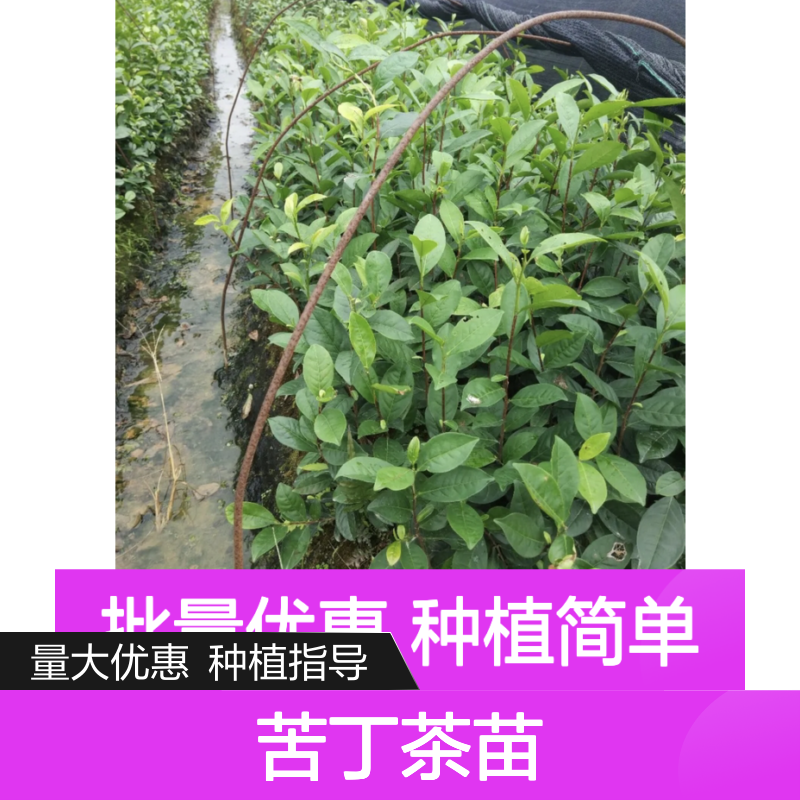 苦丁茶苗 百亩种植区 自然生长 品质优良 成活率高