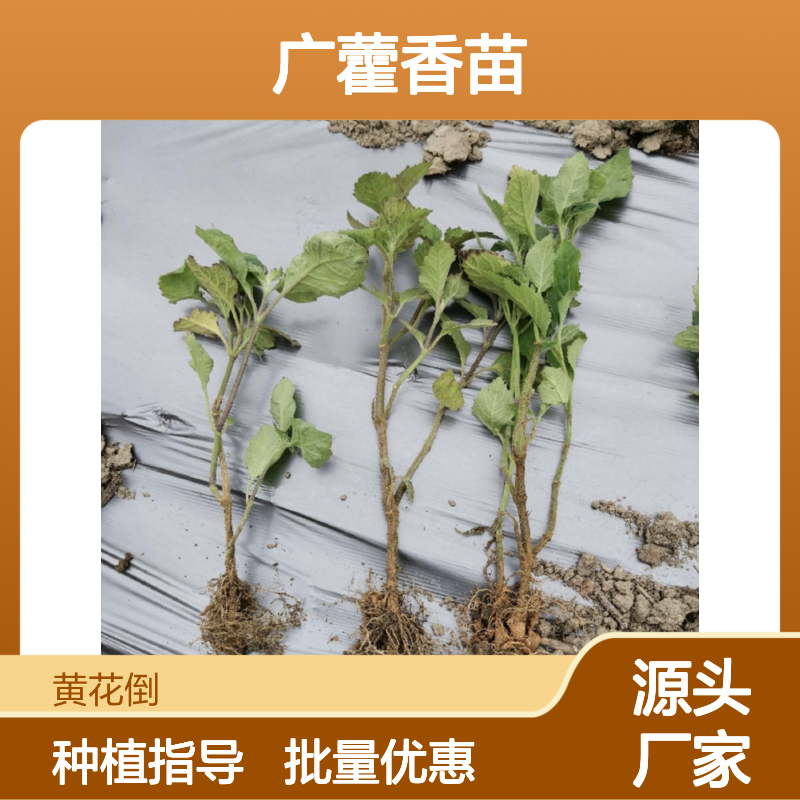 广藿香苗 宿根繁殖 易成活 品质优良 生长迅速 适应性强