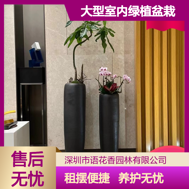 大型室内绿植盆栽 楼盘酒店布置佳选 租摆养护省心省力
