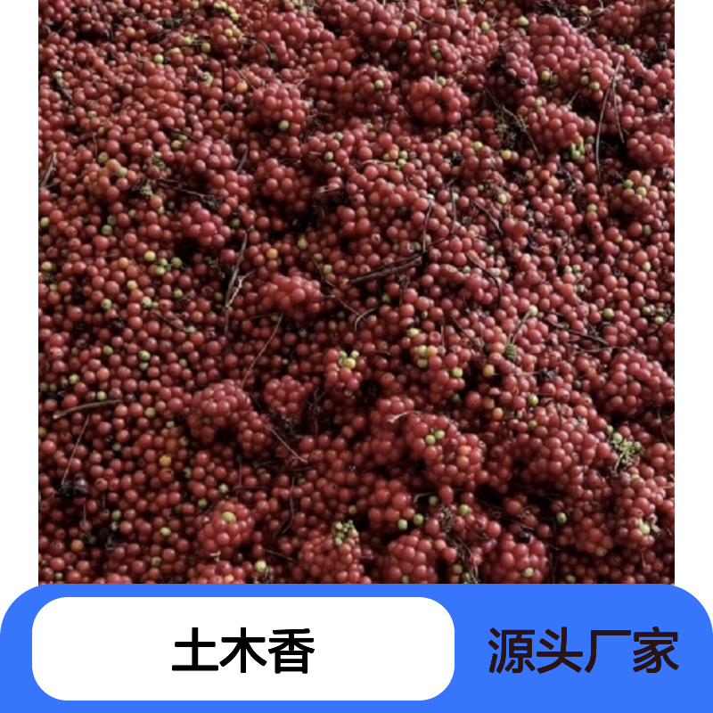 土木香种苗 百亩种植区直供 品质优良 成活率高