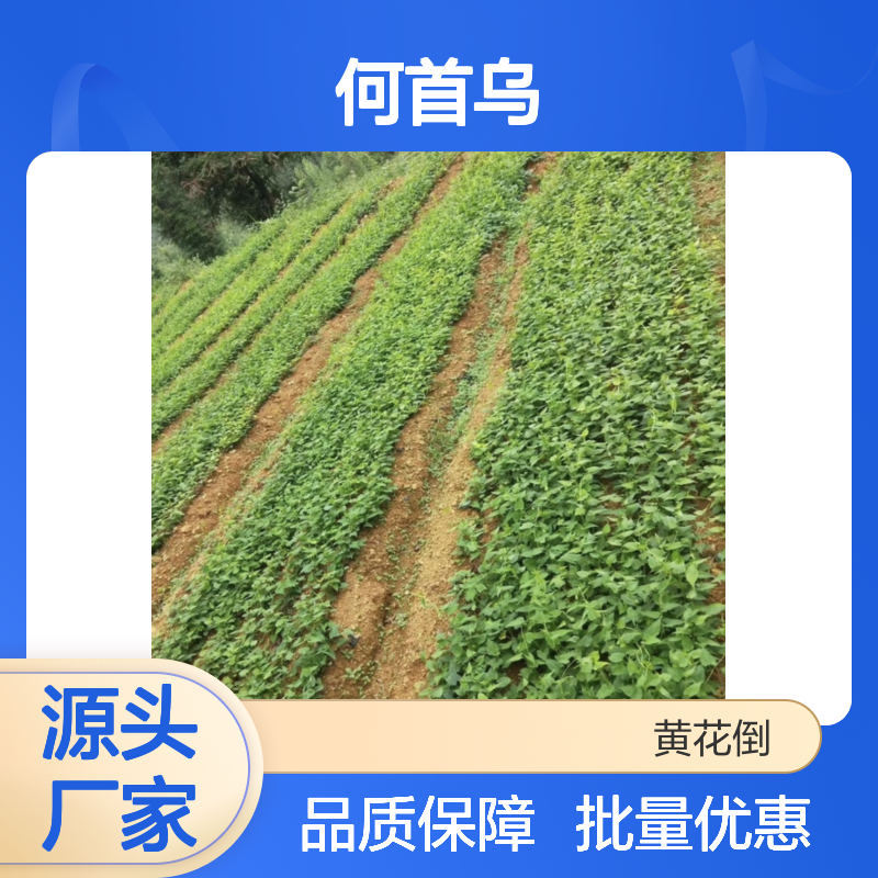 何首乌种苗 多年生缠绕藤本植物 药效显著 易于管理
