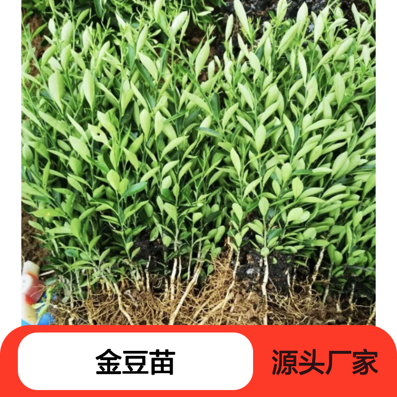 金豆种植园 优质金豆苗 常绿灌木植物 挂果持久