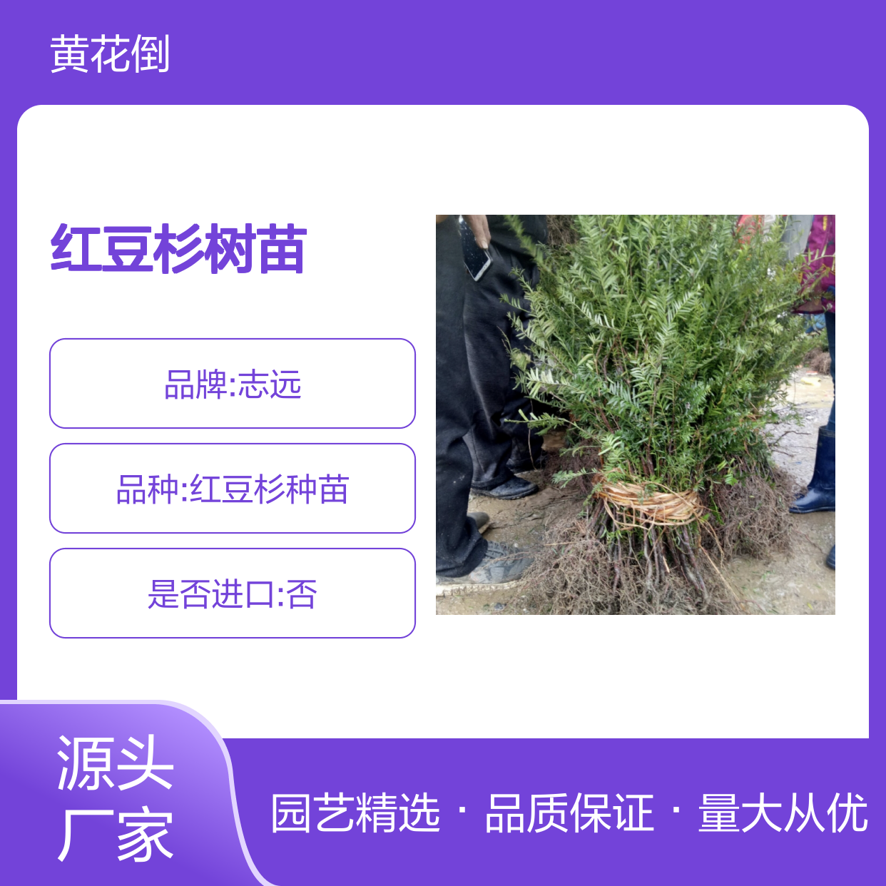 红豆杉树苗 批发种植 园艺优选 基地直供 生长迅速