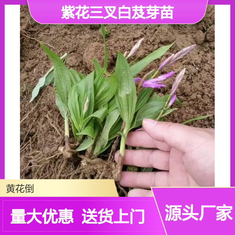 产地直供紫花三叉白芨芽苗 送货上门包邮 欢迎来电洽谈经验分享
