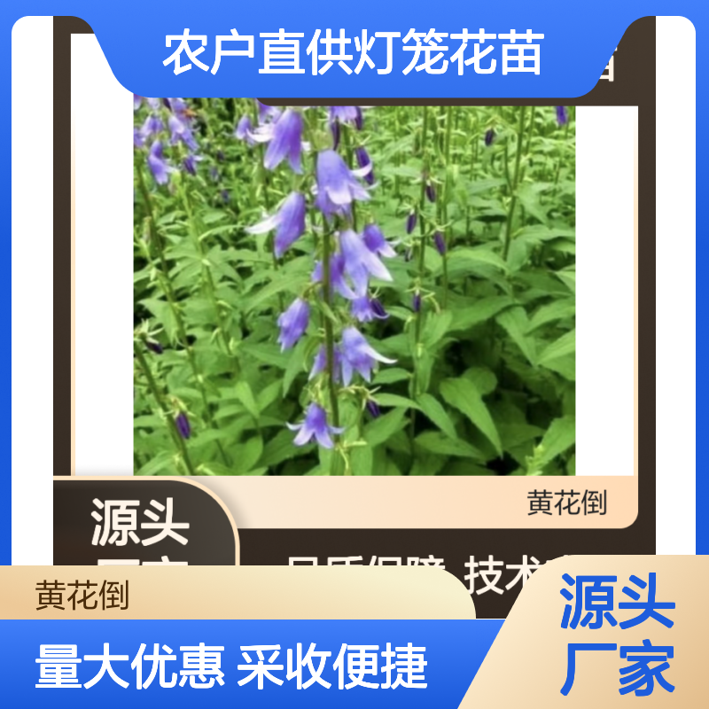 农户直供灯笼花苗 多年生观赏植物 品质可靠 采收方便