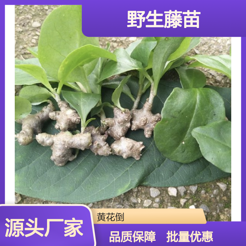 野生藤苗批发 适宜缓坡地种植 饱满成熟 天然健康