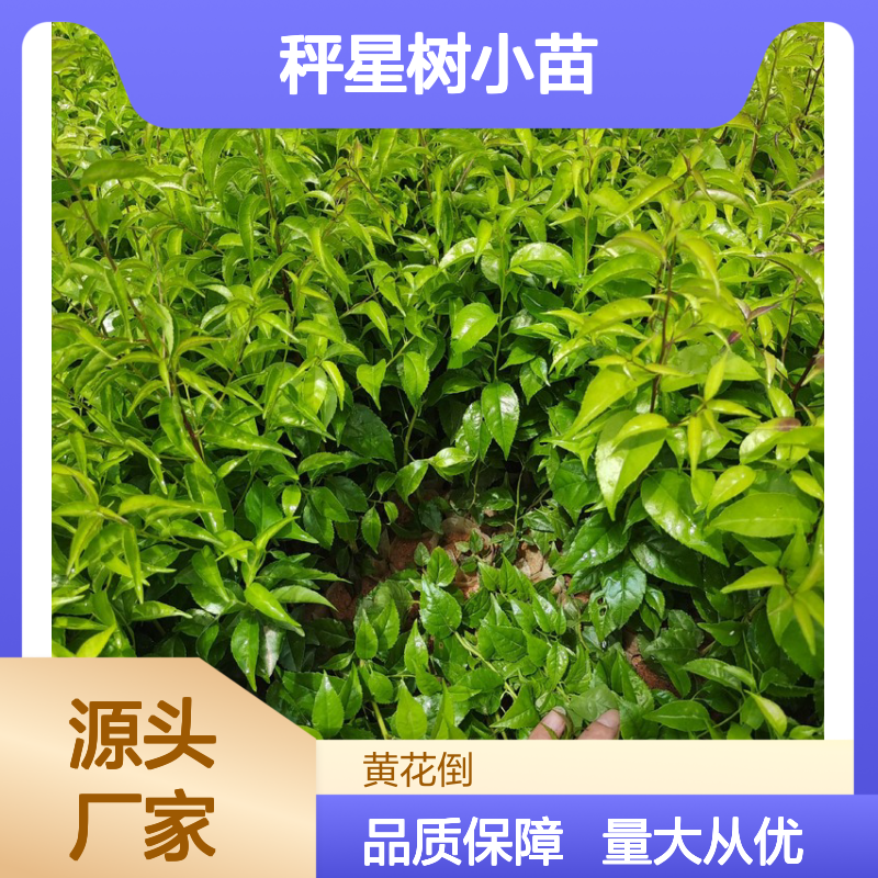 秤星树小苗 种植基地直供 品质优良 生长旺盛 适应性强