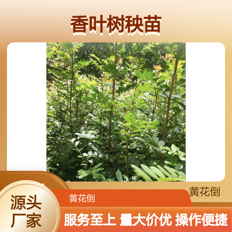 香叶树秧苗 现货充足快速发 四季常绿 技术支持