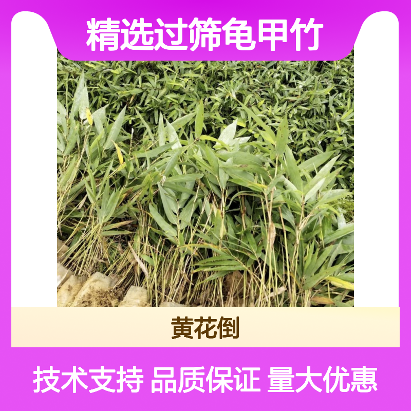精选过筛龟甲竹种子 庭院绿化优选 技术指导 生长迅速