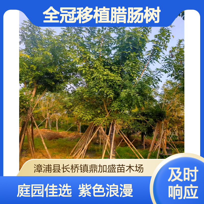 鼎加盛全冠移植腊肠树 20米径龙枝型 南方庭园观赏紫色花系乔木